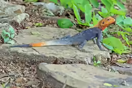 Agama agama