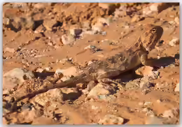 Agama mutabilis