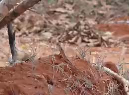 Agama persimilis