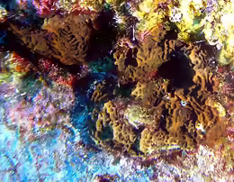 Agaricia agaricites