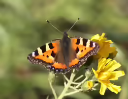 Aglais urticae
