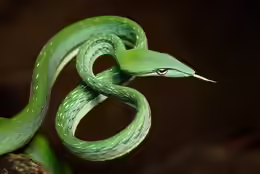 Ahaetulla prasina