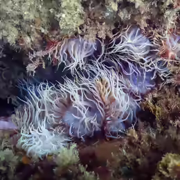 Aiptasia couchii