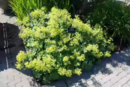 Alchemilla mollis