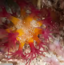 Alcyonium variabile