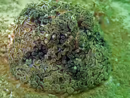Alicia sansibarensis