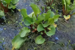 Alisma parviflorum