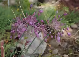 Allium carinatum