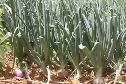 Allium cepa