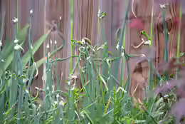 Allium proliferum