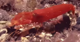 Alpheus macrocheles