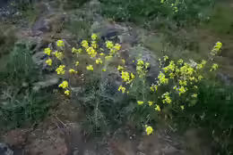 Alyssum montanum