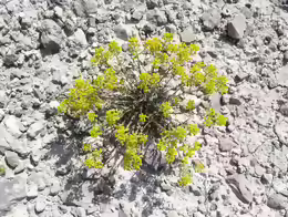 Alyssum serpyllifolium
