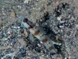Amblyeleotris masuii