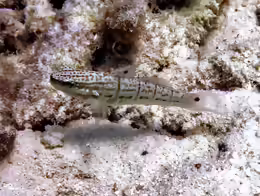 Amblygobius semicinctus