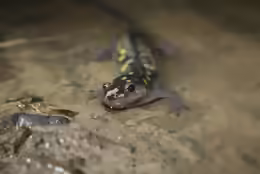 Ambystoma maculatum