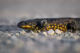 Ambystoma tigrinum