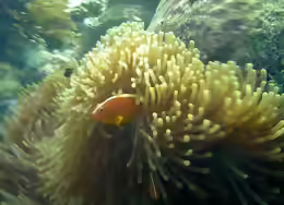 Amphiprion akallopisos