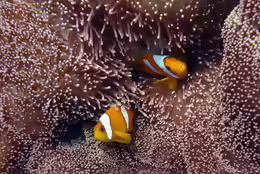 Amphiprion chagosensis