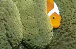 Amphiprion leucokranos