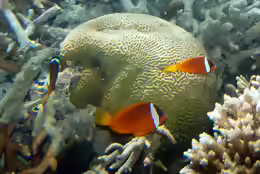 Amphiprion melanopus