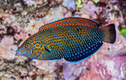 Anampses caeruleopunctatus