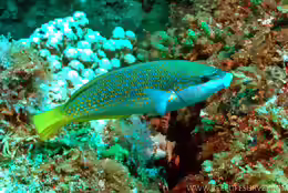 Anampses elegans