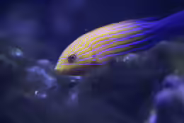 Anampses femininus