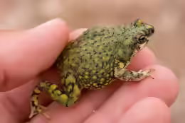 Anaxyrus debilis