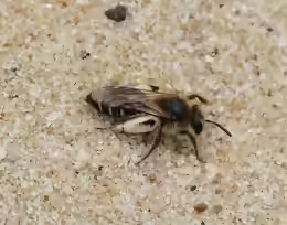 Andrena argentata