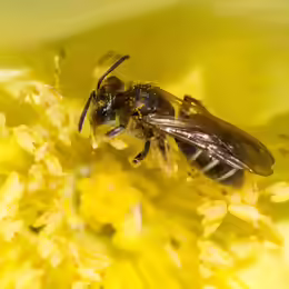 Andrena chrysosceles