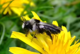 Andrena cineraria