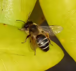 Andrena flavipes