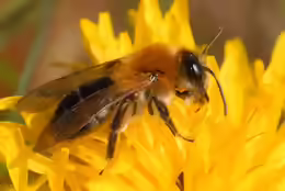 Andrena haemorrhoa