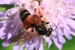 Andrena hattorfiana