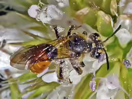 Andrena marginata
