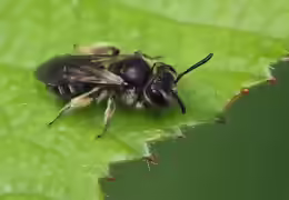 Andrena minutula