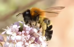 Andrena tscheki