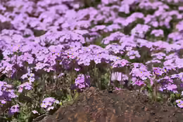 Androsace sarmentosa