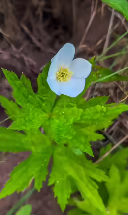 Anemone cylindrica