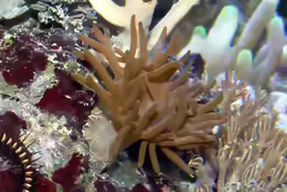 Anemonia manjano