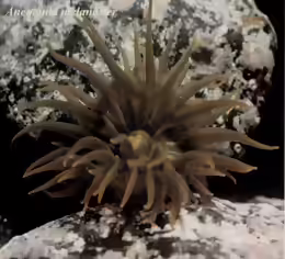 Anemonia melanaster