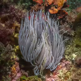 Anemonia viridis