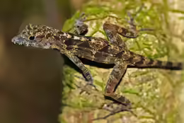 Anolis allogus