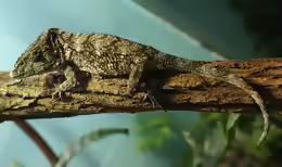Anolis Cristatellus