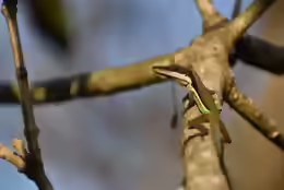 Anolis hendersoni