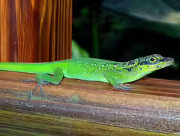 Anolis roquet summus
