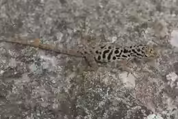 Anolis sabanus