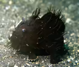 Antennarius striatus