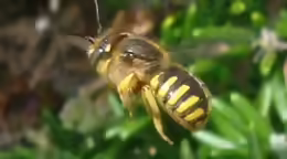 Anthidium manicatum